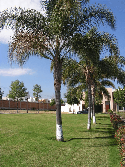 Casas modernas con arquitectura contemporánea